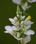 Chapman's milkwort